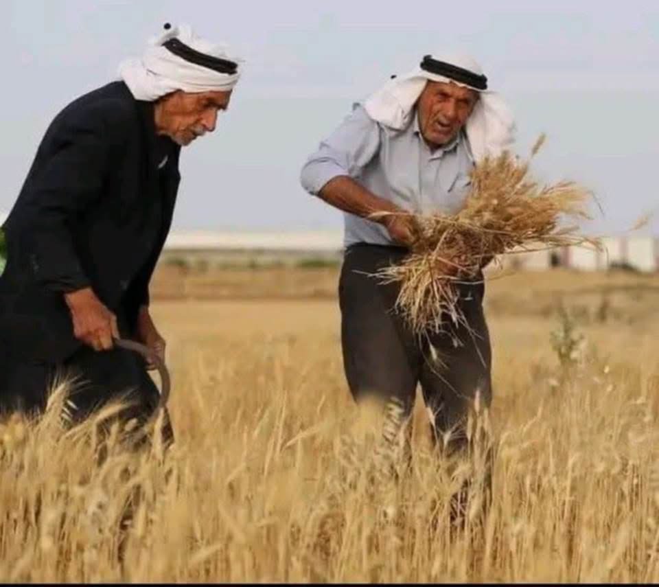 سنبلات قلبي نابضة كسنبلة خضراء تبعث أمل العودة فينا  | موسوعة المخيمات الفلسطينية