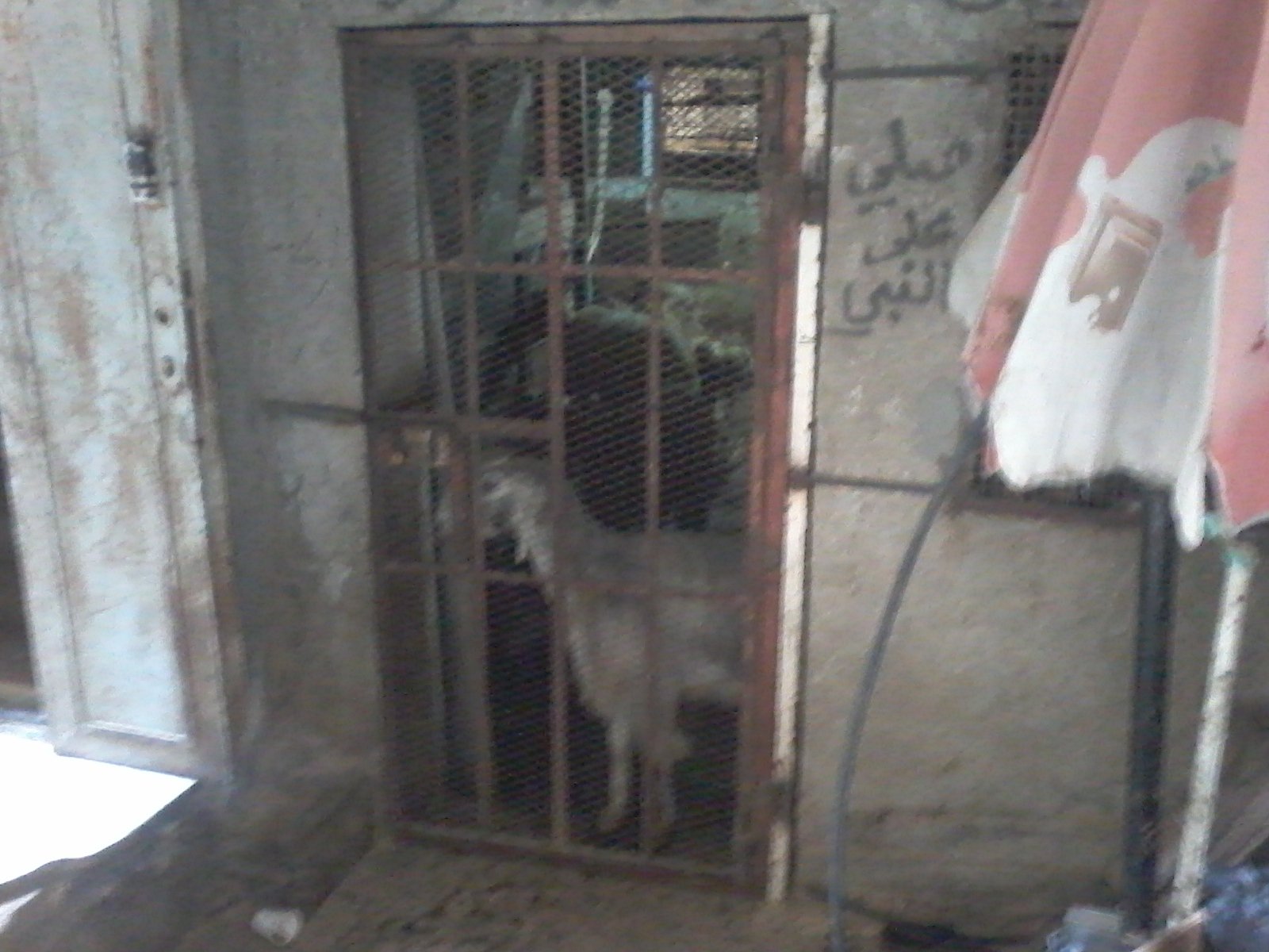 صور مخيم قدورة/ فلسطين