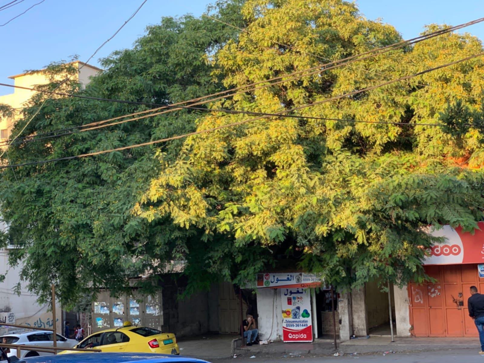 مخيم عين شمس / موسوعة المخيمات الفلسطينية