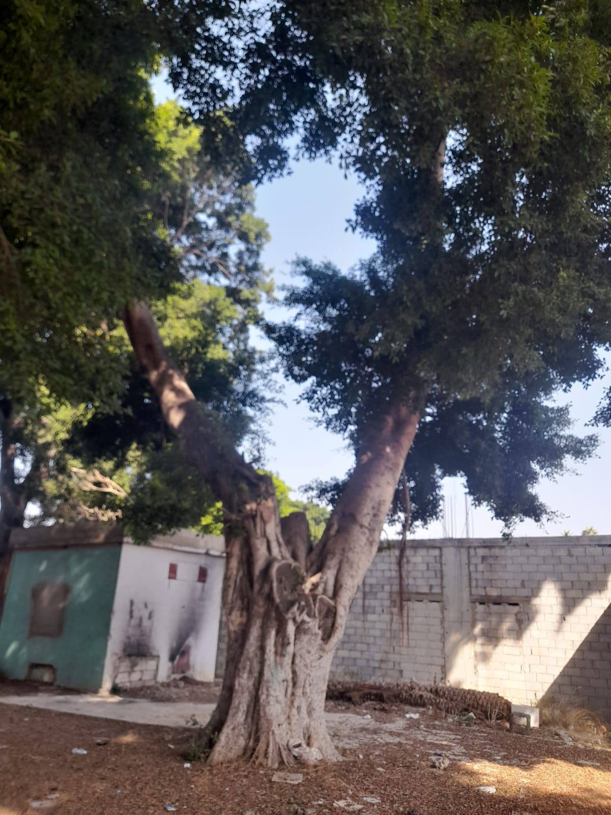 شجرة معمرة في مخيم البص تصوير سمر محمد