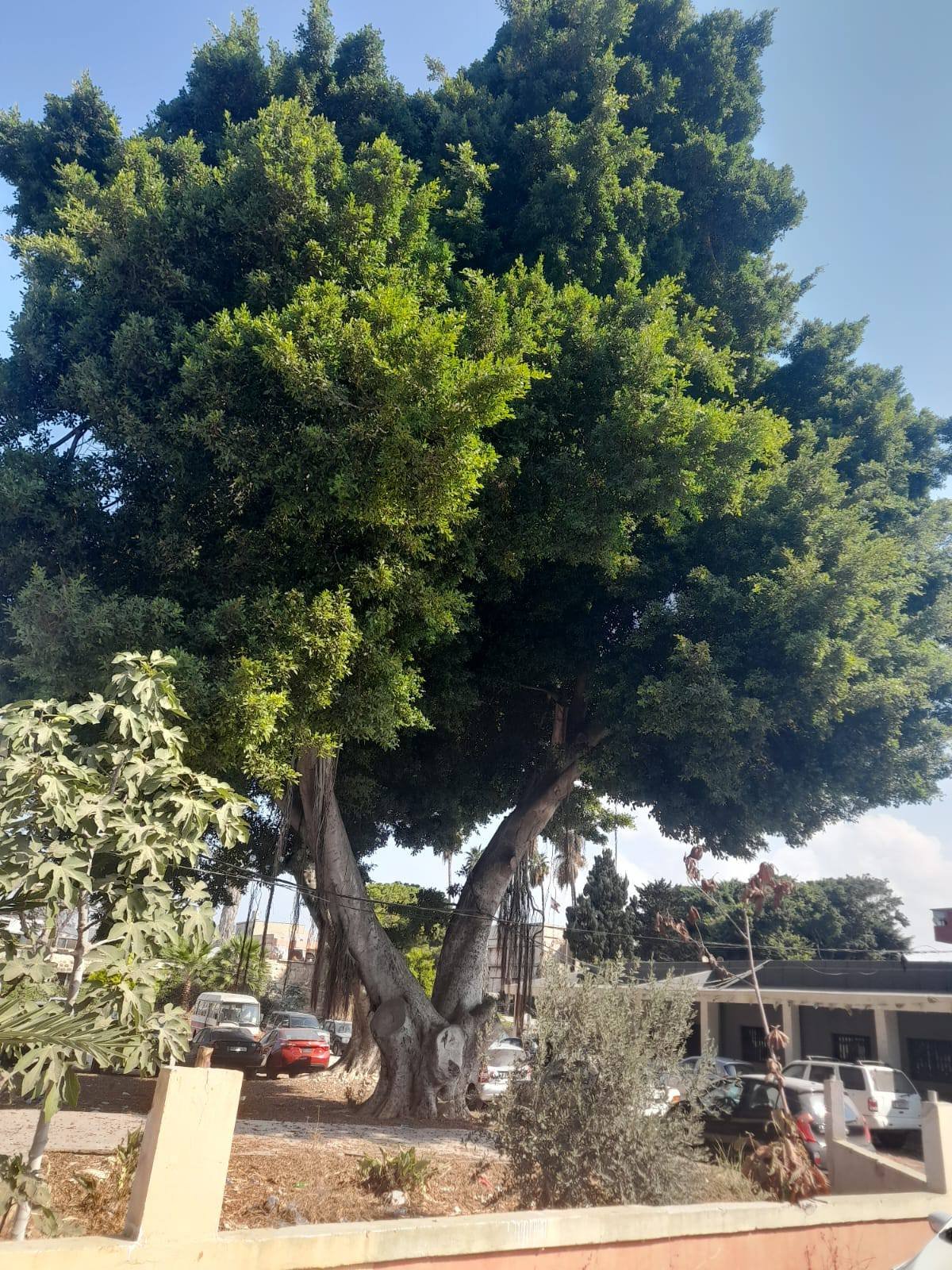 شجرة معمرة في مخيم البص